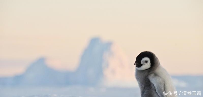 近年时不时来发生让人类惊讶不已的事情,地球到底发生了什么事情