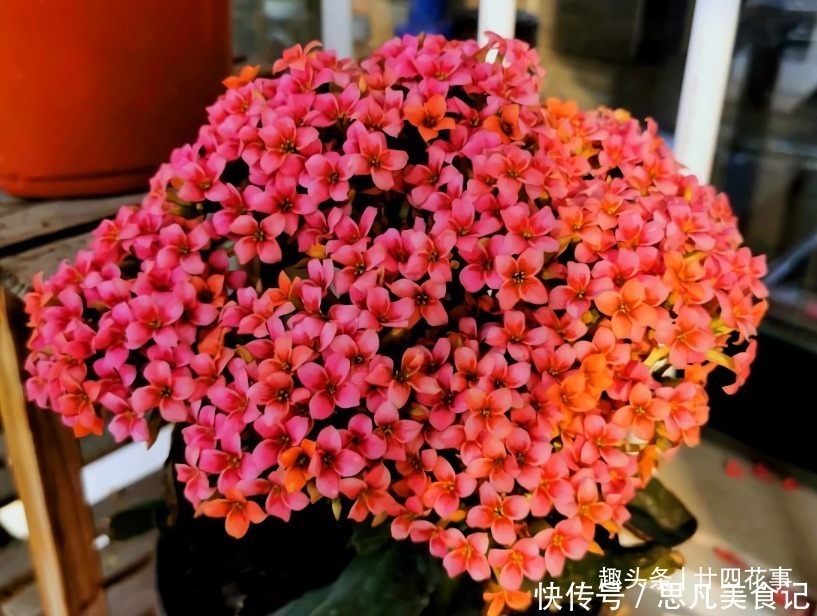 种花|6种花,长高就“变丑”,株型低矮才“漂亮”,要舍得剪!