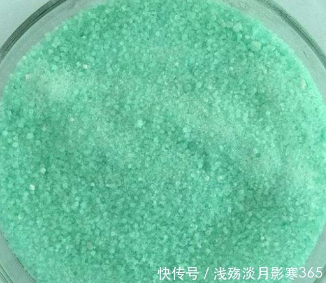 杜鹃、栀子、茶花,南花北养爱黄叶,三种“酸水”能改善