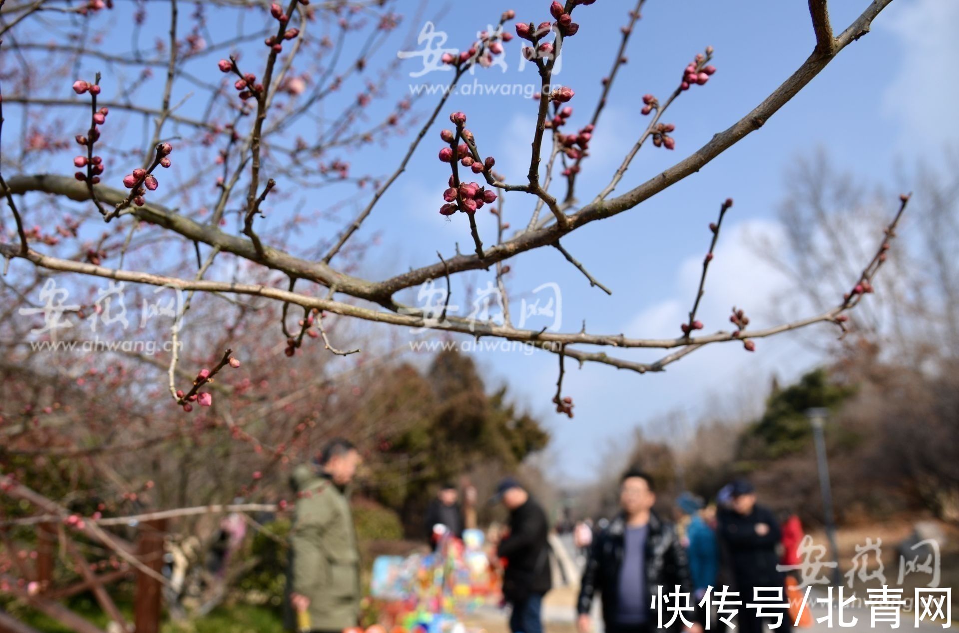 梅园|淮南梅园梅花绽放 市民前往游玩（组图）