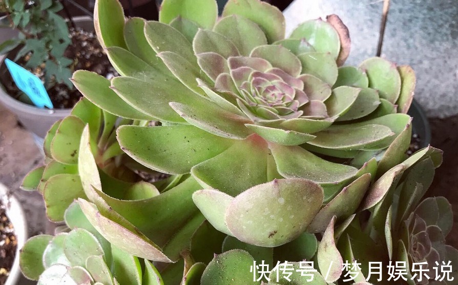 法师|夏季养殖多肉法师,多注意这3点,植株长得壮实,更易出状态