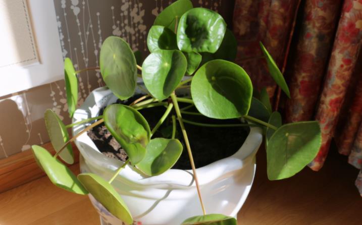 高温天气|养花施肥：高温天不小心此3点，根叶就会黑腐化水