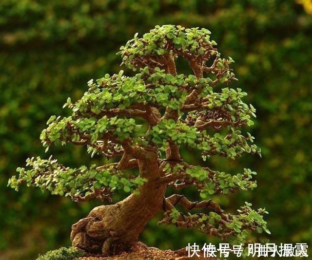 此4种花卉,小苗的时候“不值钱”,多养今年“太值钱”,高价格!