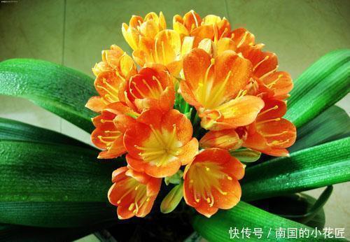 磷酸二氢钾|君子兰、蟹爪兰不开花,盆里加水加药,入冬就开花