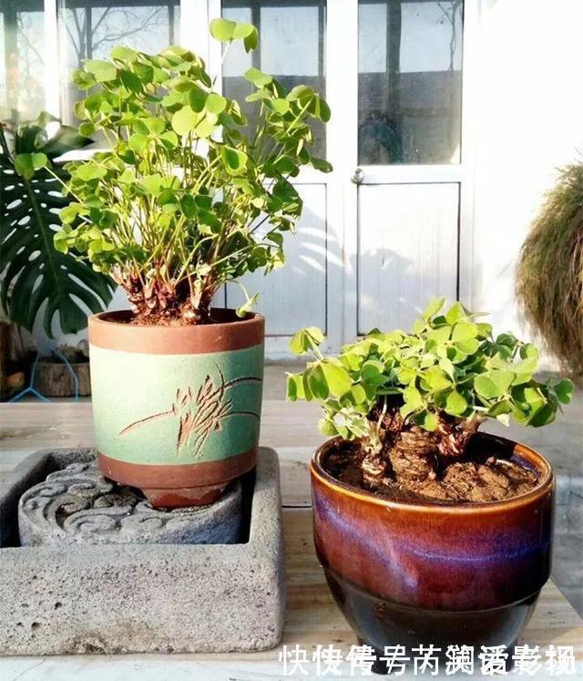 湿润|马路边常见“3种草”,养花盆里变“盆景”,好看又值钱!