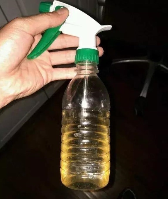 黄豆|绿萝的最爱,家家都有,2周喂一点,叶子油绿翠亮,新叶巴掌大