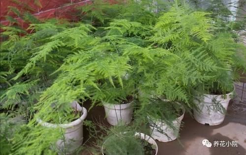 云片松|怎样让文竹保持低矮造型？在养护时，只需给它做这几件事