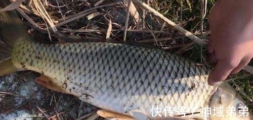 冬季鲤鱼亦可连杆