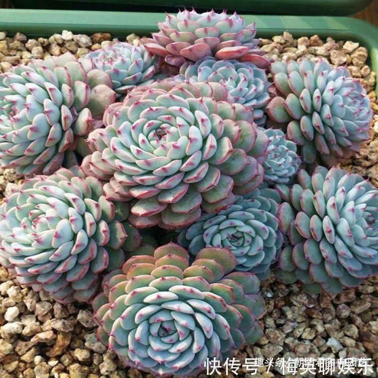 温差|秋季养多肉,抓住这2点,个个饱满出状态