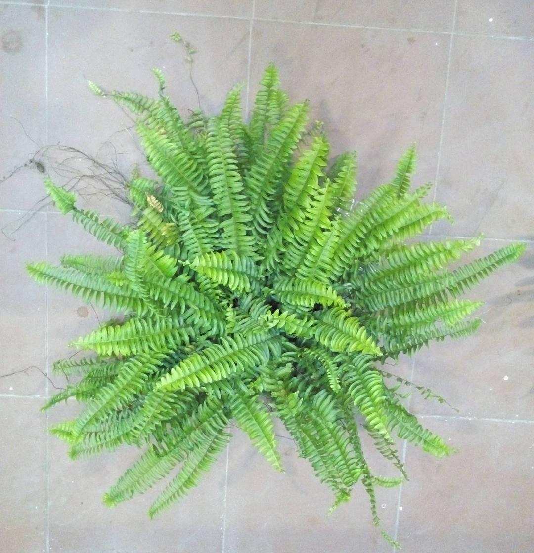 3种花作用大,室内灰尘也不怕,吸收能力强,人人都来夸