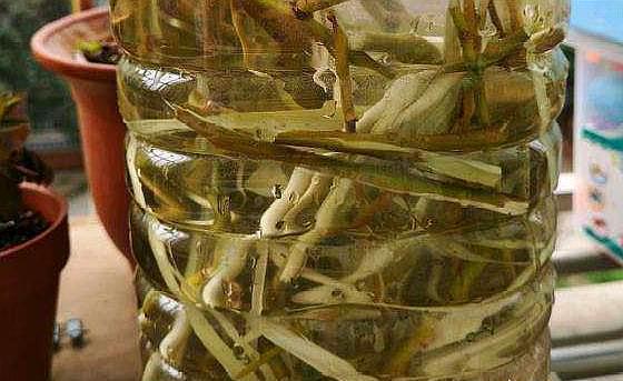 什么啤酒,白糖水,都不如几滴“它”,养花生根效果特别棒!