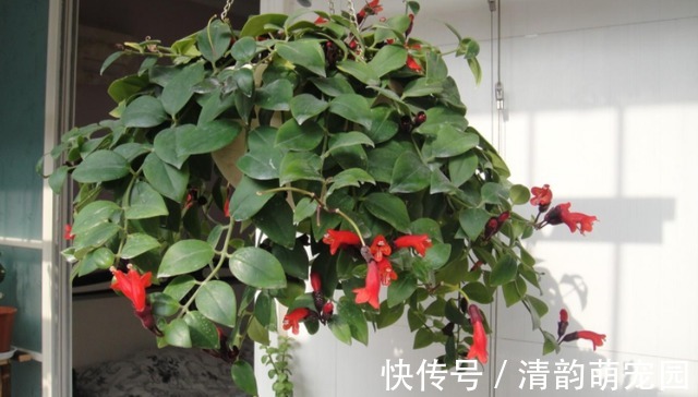 养花需要酸性土?这么一处理,好似变戏法,马上就有了