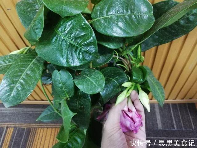 这花一开就是大半年,枝条沾水就活,根比萝卜还粗