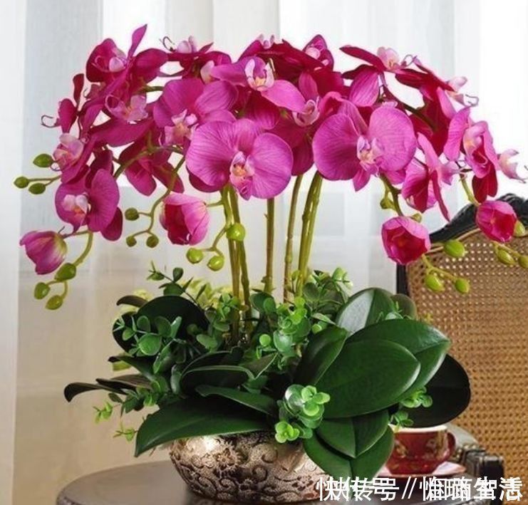4种花是花中劳模,一年四季开花不断,颜值超高美极了