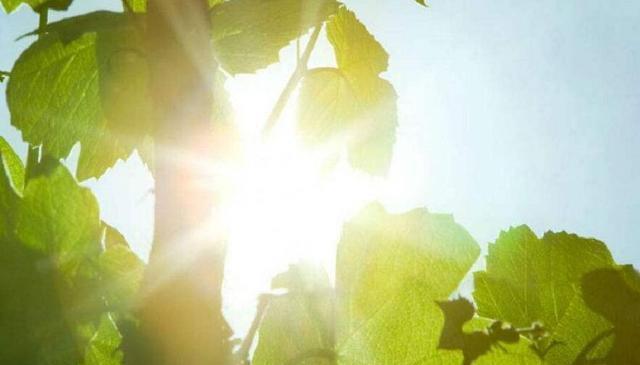  通风|想要养好花，只要知道这7件事