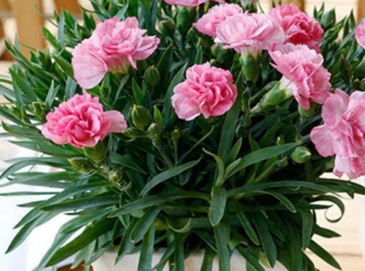 4种花最适合养家里,花朵硕大开花美,花香四溢飘满屋,美