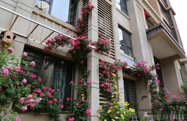 圆滚滚的绣球,瀑布般的花墙,这届花友也太会种花了吧