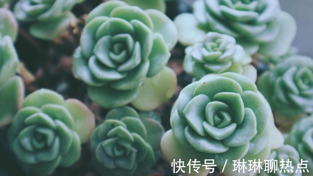 蓝豆|6种越晒越香的多肉植物！