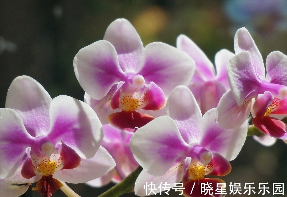 此花就像是连在一起的蝴蝶,有着鲜艳的花色,散发出古典的韵味