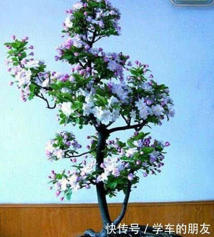 养花别养太贵的,这些花卉几块钱一大把,回家养盆里能开整个春天!