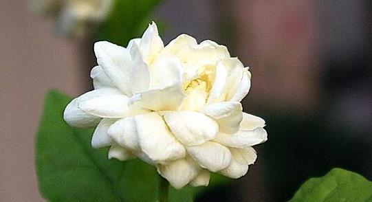 盆花|再忙也要养的一盆花，花期近200天，浓郁的花香堪比香水