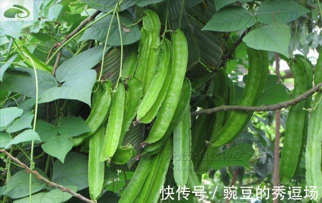 柿子皮|秋季来了，3种食物换着吃，健脾祛湿，常吃脸色红润，不妨一试