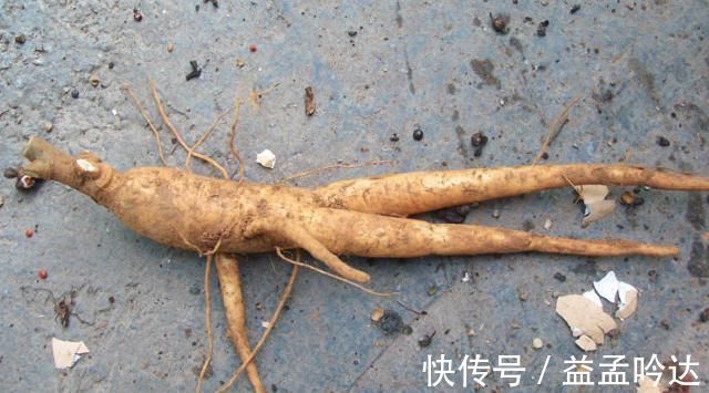土人参|这个“土人参”不仅仅野草,仍是一个上好野菜,你喜欢吃吗?