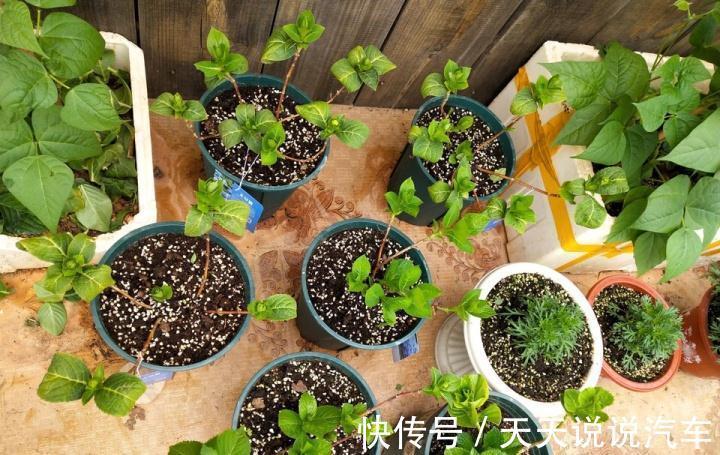 玉树|7种花，天冷要“静养”，少水断粮多晒晒，长得更健壮