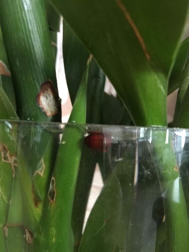 植株上的小黑飞虫，怎么赶也赶不走，用这一招效果真不错