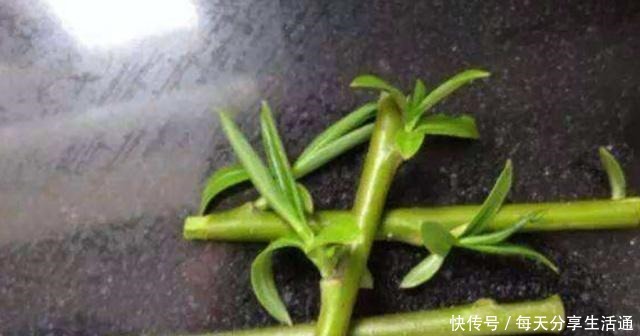 柳树发芽季，自制柳枝生根水，扦插生根快，省钱又实用！