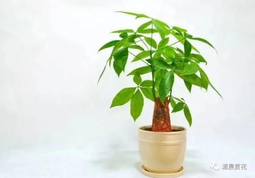 栽培|发财树寓意好,绿油油的充满生机,如何栽培发财树?