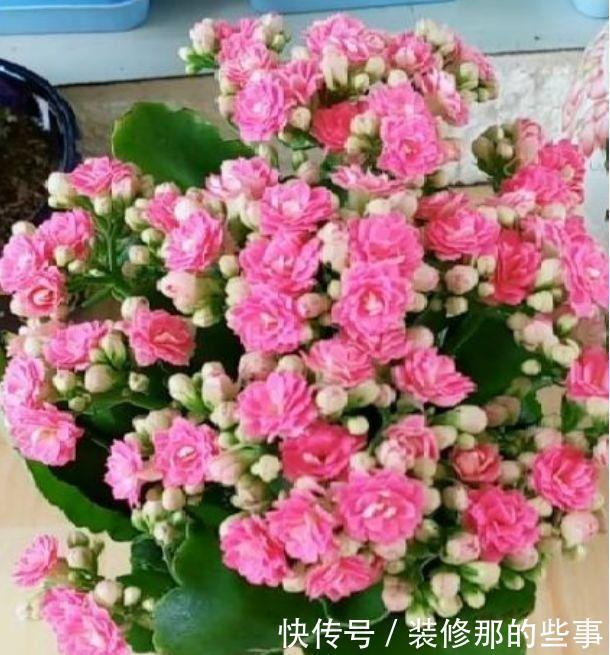 爆盆|适合养在阳台的花卉,花开不断,沾点水就疯长还爱爆盆