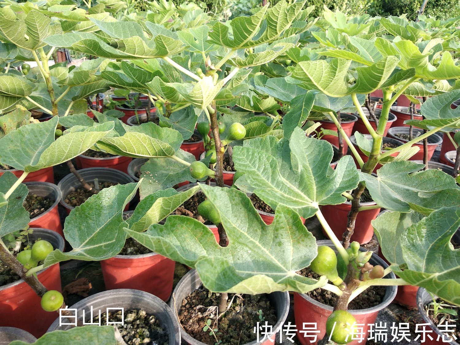 无花果|无花果扦插不生根关小黑屋几天,小白根冒不停