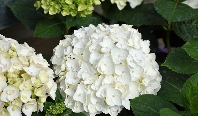 绣球花|托尼老师教您修剪绣球花,记住简单两点,拿剪刀的手再也不抖啦