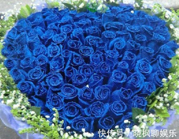 怡神|喜欢玫瑰，就养“高档玫瑰”蓝色妖姬，花中新贵，令人悦目怡神！