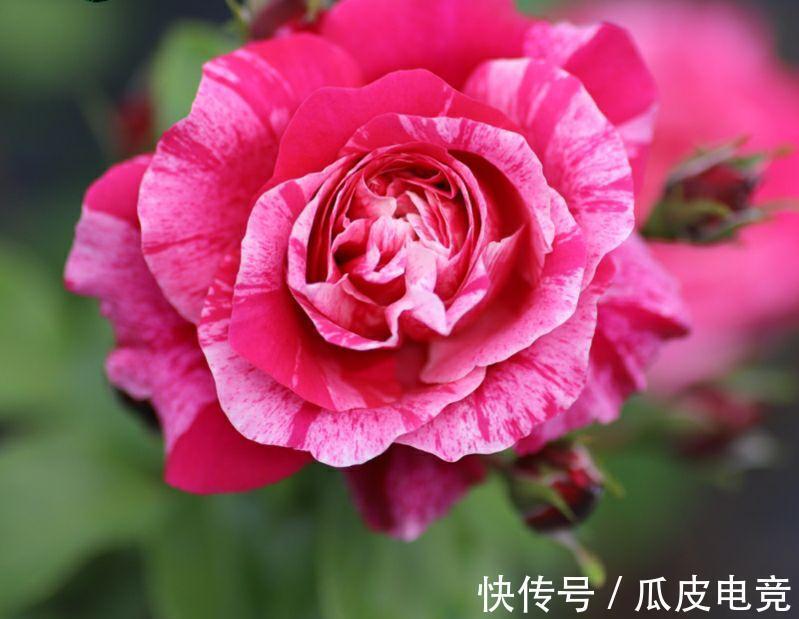 月季总是黄叶，没生机，原因都在这里，看看你属于哪一个