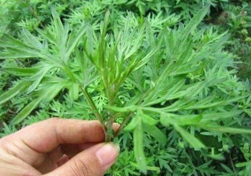 脂溢性脱发|拿艾叶煮水洗头，竟有“神奇”的功效，可惜很多人还不了解