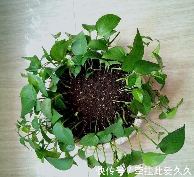 4类花卉,可以拿叶子繁殖,新手也能扦插养活