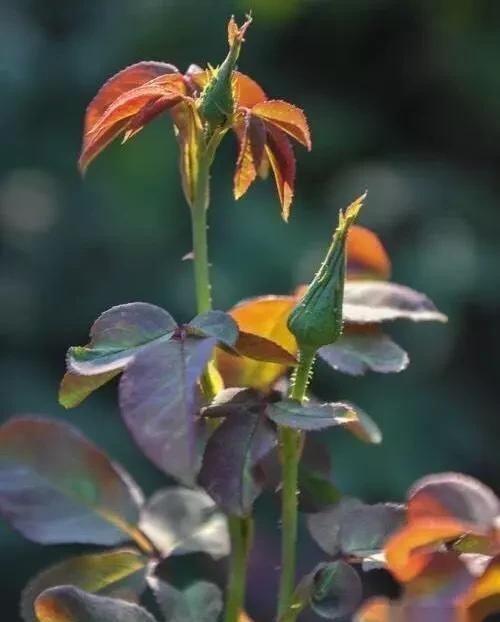 室内养月季,记住3点“技巧”,每隔10天就有新的花苞,花繁叶茂