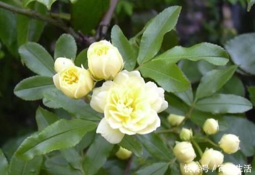 顺气第一药,心、肝、脾、肺、肾之气统统理顺,太珍贵了