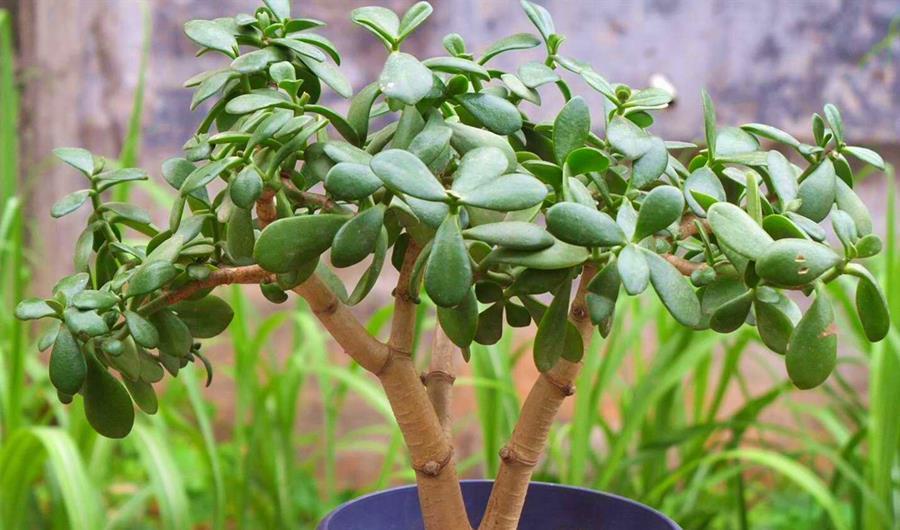 浇水|玉树很精致,养护出现问题,你这么解决就好