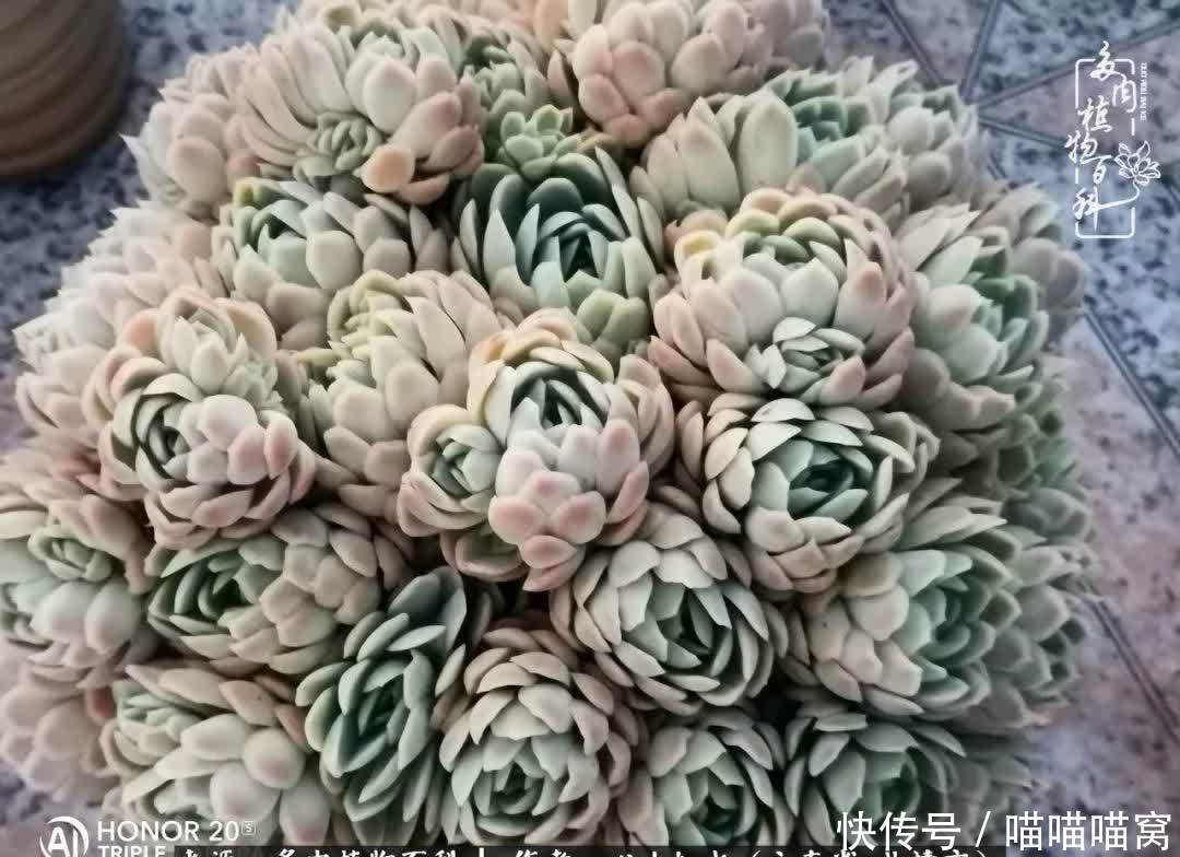 多肉|你是爱,是暖,是希望,你是人间四月天!