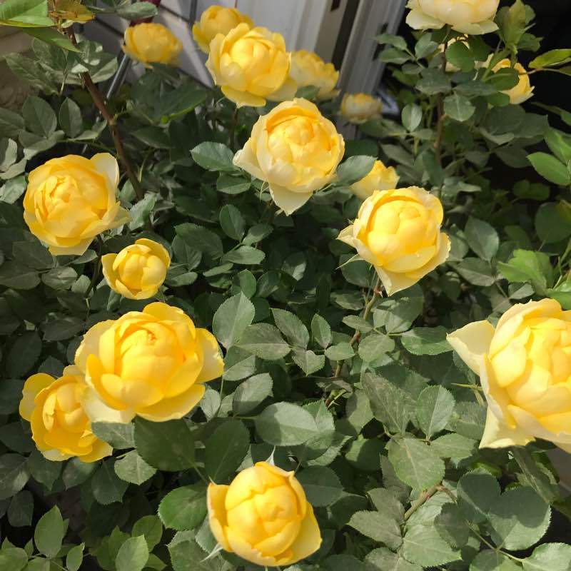 可以盆栽的“玫瑰花”,花朵美丽,四季常开,种植容易,养花选它