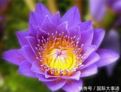 世界上“身价”最贵的5种花,市值1500万的“鬼兰”,看你见过几种?