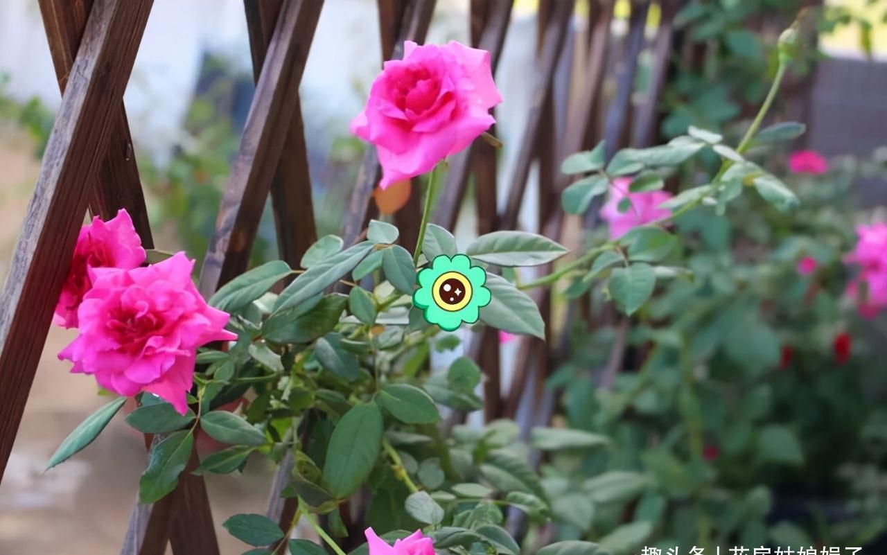 一个家里能栽得下去多少品种的月季?朋友家的小花园告诉你
