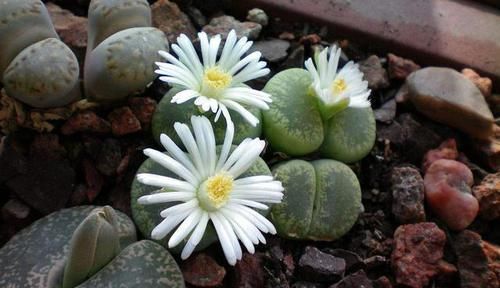  你家|5种长相奇特的多肉，有2种花市上也买不到，你家有吗？