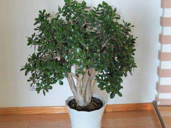 “便宜”的2种花，养在阳台上，越来越“值钱”，寓意好，太值！