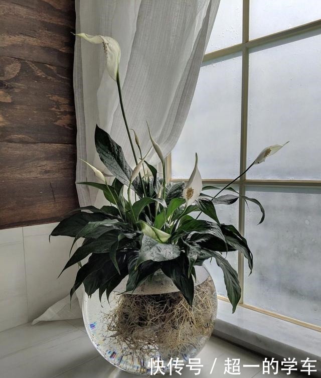 卫生间里少不了8种植物,水培土培都可以,阴凉潮湿处容易养好!