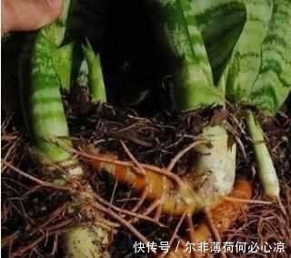 什么阿司匹林、维生素都不如“1块它”,掰碎扔盆里,壮根挤破盆!