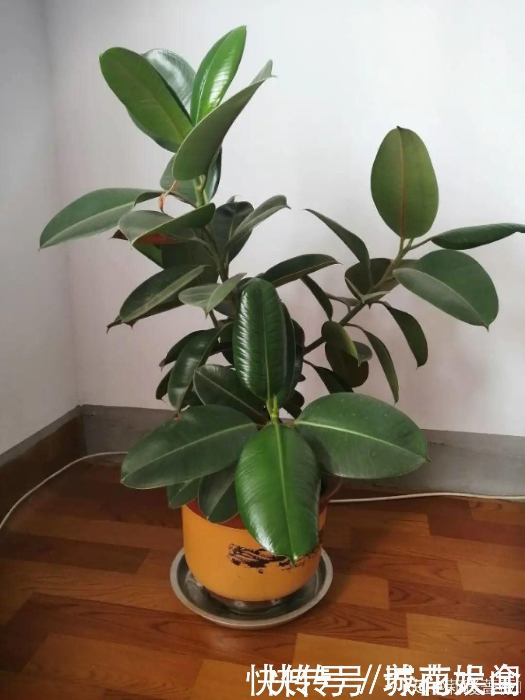 耐旱|超级耐旱花,整个冬天不浇水,还能胖一圈